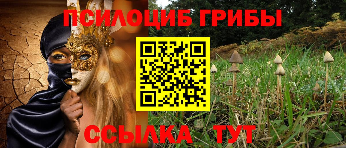 Псилоцибиновые грибы Cubensis Полевской